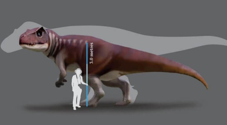 Опасный хищник. Сравнение высоты загадочного динозавра с ростом взрослого человека. Фото.