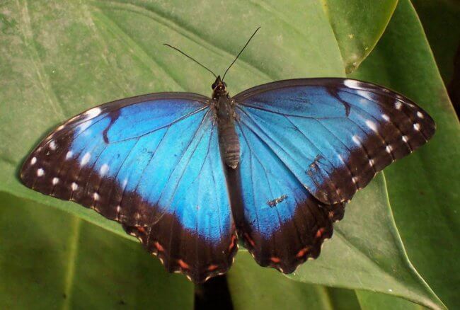 Почему крылья бабочек не ломаются под тяжелыми каплями дождя? Фото.