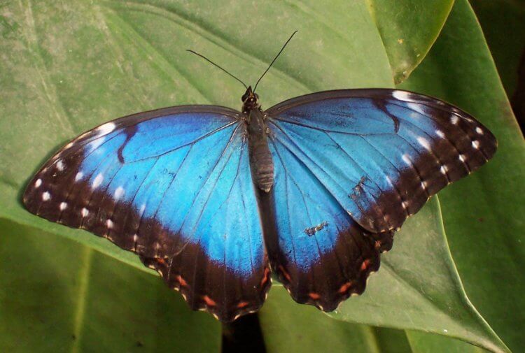 Почему крылья бабочек не ломаются под тяжелыми каплями дождя? Возможно, перед вами сейчас самая красивая бабочка в мире — Морфо Пелеида (Morpho peleides). Фото.