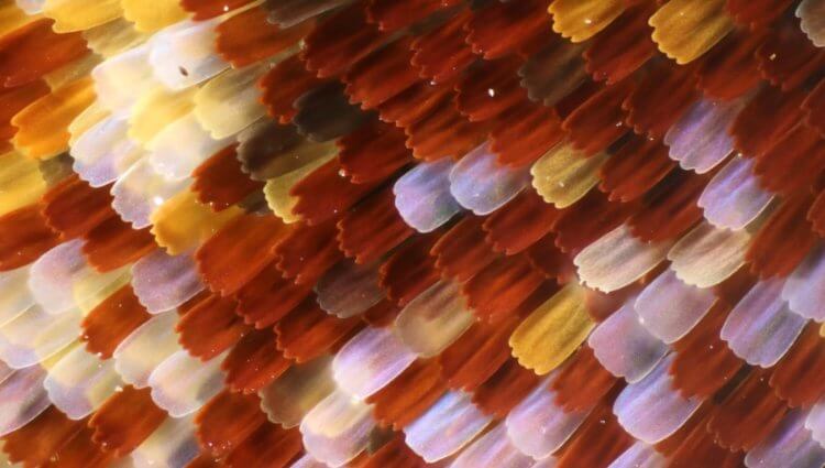Крылья бабочек. Так выглядят чешуйки крыльев бабочек под микроскопом. Фото.