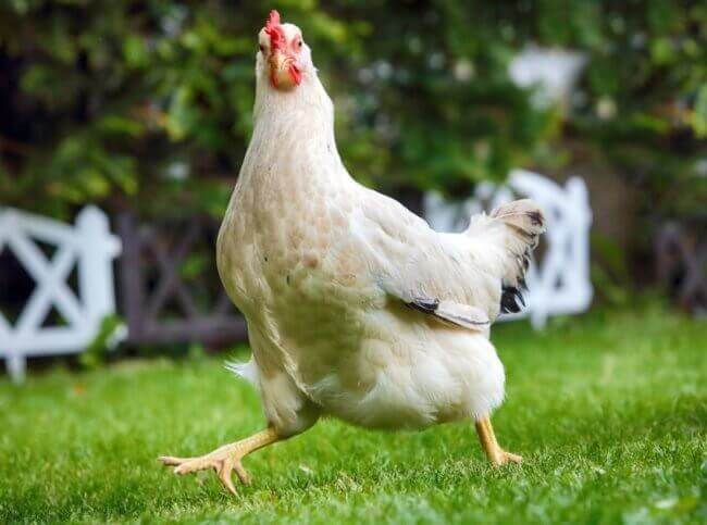 Когда курицы стали домашними животными? Фото.