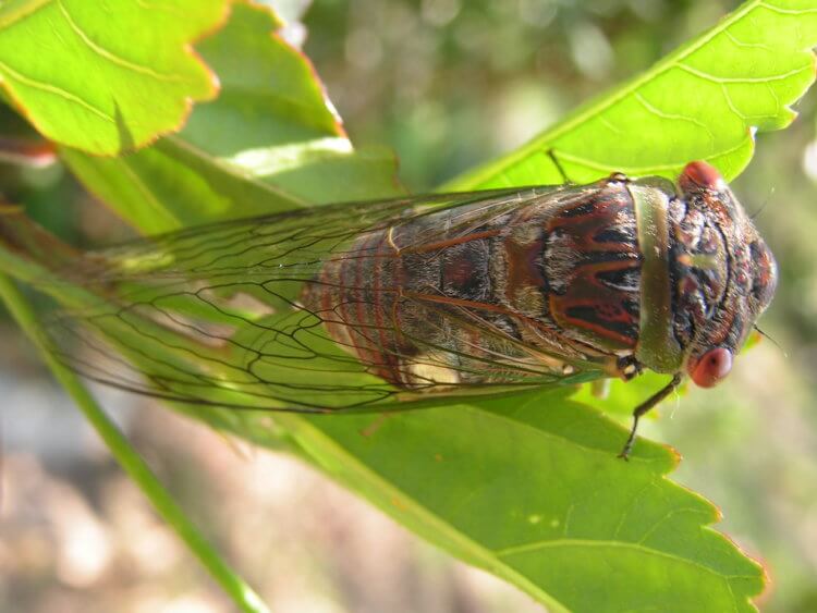 Антибактериальный материал. Антибактериальными свойствами обладают крылья цикад Psaltoda claripennis. Фото.