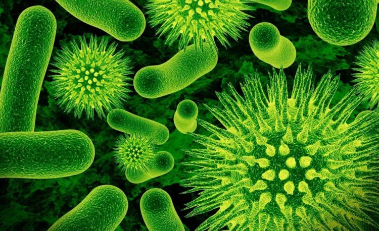 Антибактериальный материал. Важно отметить, что новый материал убивает даже безвредные бактерии. Фото.