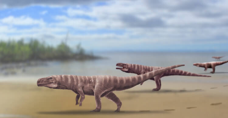 Миллионы лет назад предки крокодилов ходили на двух ногах. В это сложно поверить, но предки крокодилов выглядели примерно так. Фото.