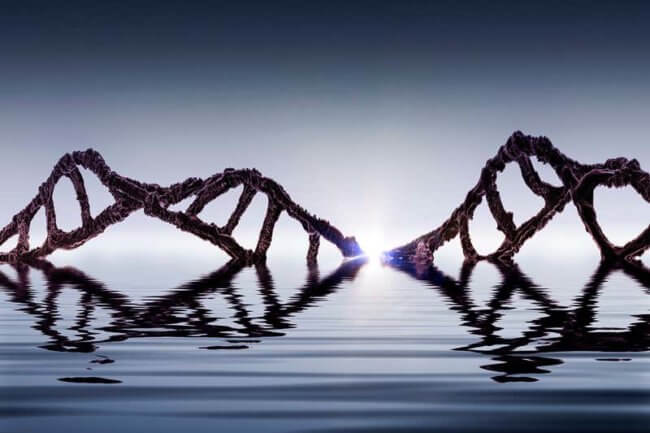 Жизнь на Земле могла появиться в результате гибрида молекул ДНК и РНК. Фото.