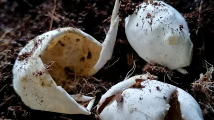 Тайны древнего мира. Это — мягкие яйца черепах. Вероятно, яйца динозавров выглядели так же. Фото.