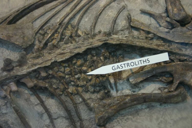 Что ели динозавры? Гастролиты в останках умершего животного (не динозавра Borealopelta markmitchelli). Фото.