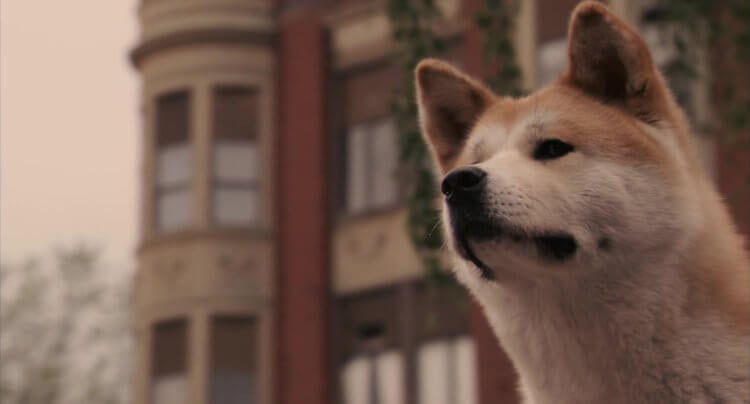 Собака — лучший друг человека, или просто притворяется? Кадр из фильма «Хатико». Фото.
