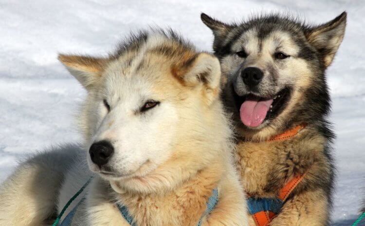 История собак. Гренландские собаки — представители одной из самых древних ездовых пород. Фото.