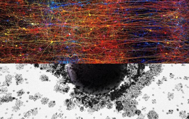 Мозг строит странные структуры в 11 измерениях. Фото.