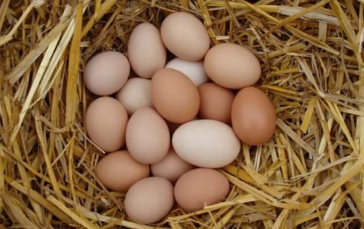 Обработка продуктов. Лидером по производству куриных яиц считается Китай — ее доля составляет 36% от всего мирового производства. Фото.