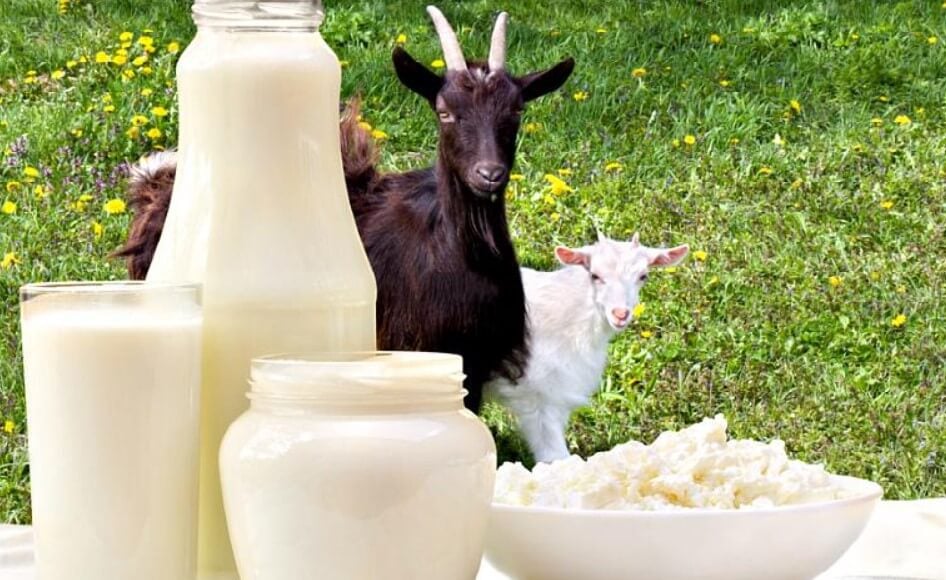 Стоимость лечения рака. Козье молоко усваивается легче коровьего и обладает мягким, сливочным вкусом. Фото.