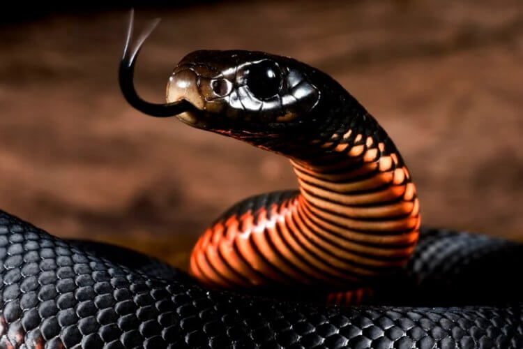 Новый вид животных. Кто опасен для человека, так это ядовитые змеи. К тому же, они тоже считаются мастерами маскировки. Фото.