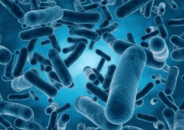Что такое бактерии. Лактобактерий помогает пищеварительным процессам в кишечнике. Фото.