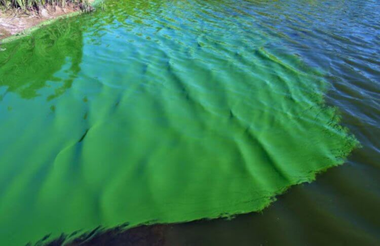 Виды водорослей. Сине-зеленые водоросли также известны как цианобактерии. Фото.