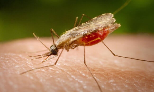 В России может увеличиться количество малярийных комаров. С чем это связано? Фото.