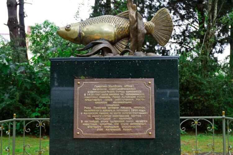 Польза рыбы не только в питательности. Памятник гамбузии в Сочи. Фото.