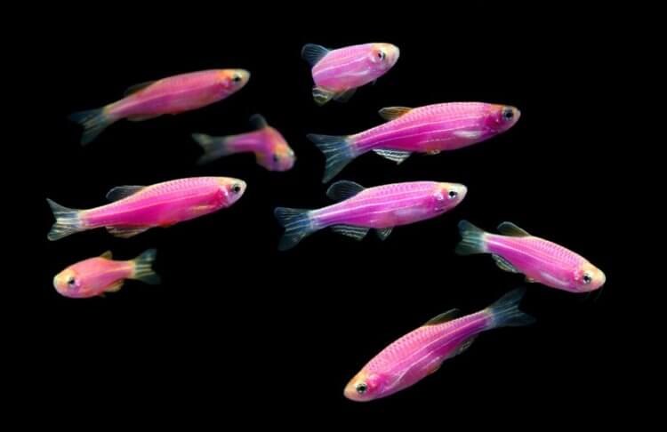 Влияние человека на природу. Данио-рерио — популярные аквариумные рыбки. Фото.