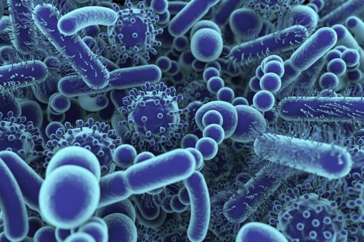 Что такое микробы. К микробам относятся бактерии, вирусы и другие микроорганизмы. Фото.