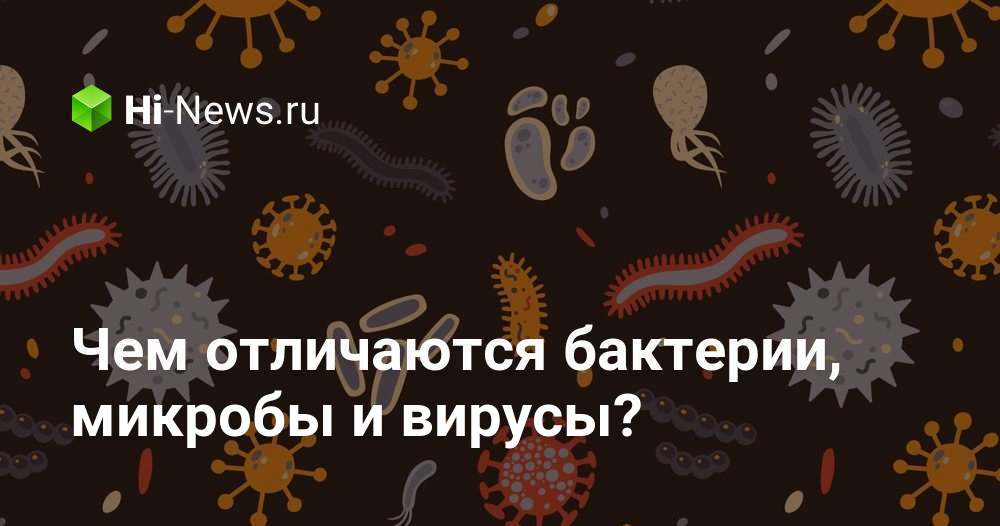 Чем отличаются бактерии, микробы и вирусы? - Hi-News.ru