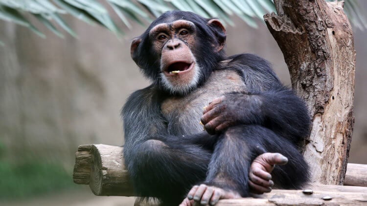 Зачем обезьянам кость внутри сердца? Слово шимпанзе «шимпанзе» происходит из языка чилуба и означает «похожий на человека». Фото.