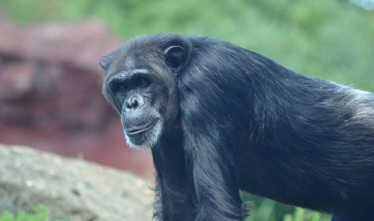 Фиброз миокарда. Самая старая в мире шимпанзе умерла в 2017 году. Ее звали Блоссом, ей было 62 года. Фото.