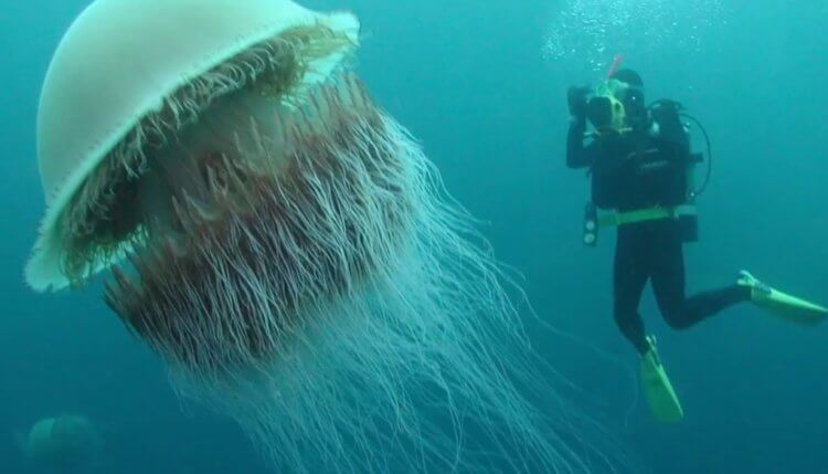 Как выглядит самая большая медуза и чем она опасна? Медуза Номуру и человек. Фото.