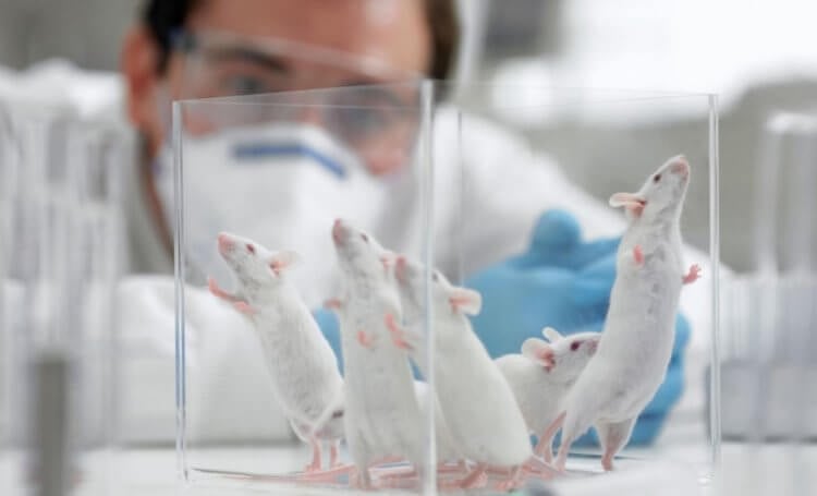 Смертельный яд. Большинство лабораторных мышей умерло из-за воздействия вещества под названием NnLF. Фото.