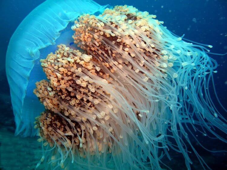 Подводное чудовище. Номура считается одной из самых больших медуз, потому что ее диаметр достигает двух метров. Фото.