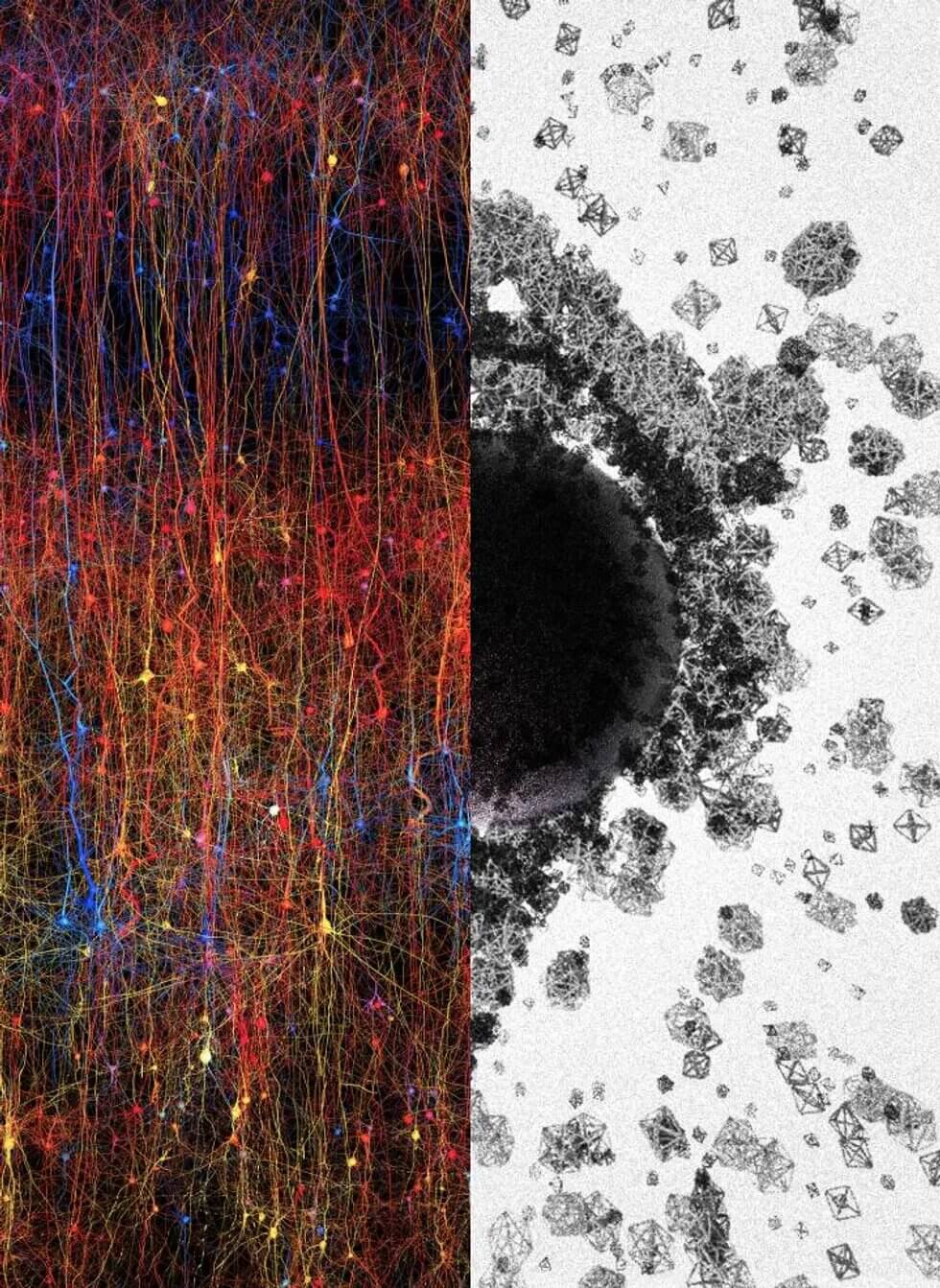 Мозг строит песчаные замки. Слева: цифровая копия части неокортекса, наиболее развитой части мозга. Справа: фигуры различных размеров и геометрий, представляющие собой структуры в диапазоне от 1 измерения до 7 измерений и более. «Черная дыра» в середине символизирует комплекс многомерных пространств – полости. Фото.