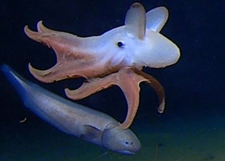 Самый глубоководный осьминог. Осьминог на глубине почти 7 000 метров с глубоководной рыбой. Фото.