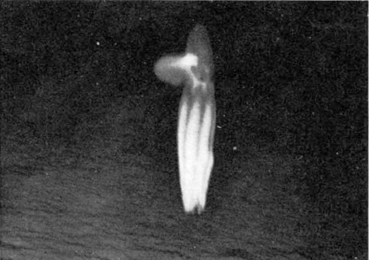Самый глубоководный осьминог. Осьминог на глубине 5145 метров, 1971 год. Фото.