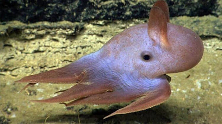 Самый глубоководный осьминог озадачил ученых. У этого осьминога даже есть уши! Фото.