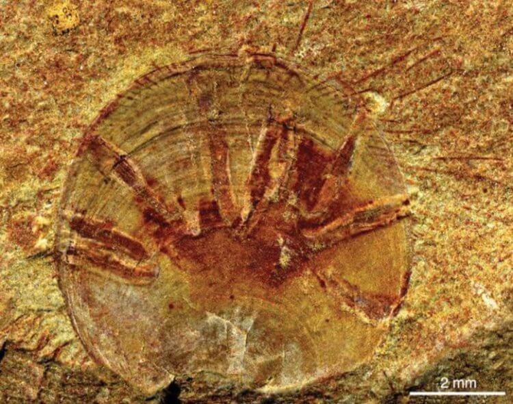 Первый паразит. Так выглядит древняя ракушка со следами паразитов. Фото.