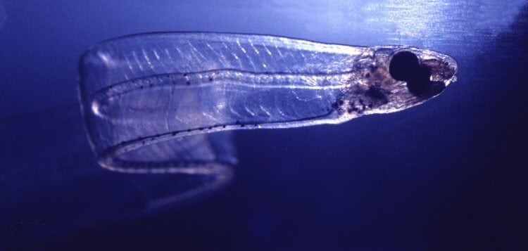 Необычные рыбы. Лептоцефалы — личинки угрей. Фото.