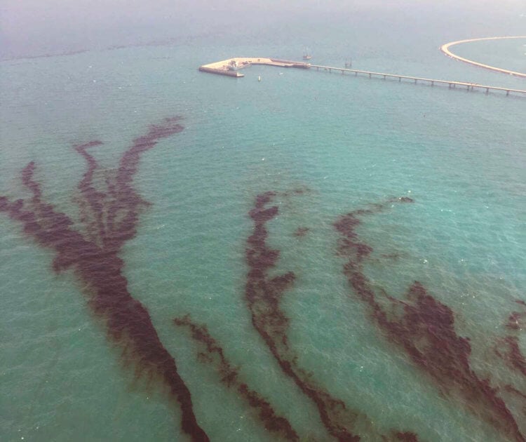 Разлив нефти в Персидском заливе — 1,2 миллиона тонн. Разлив нефти в Персидском заливе привел к уничтожению тысяч видов рыб. Фото.
