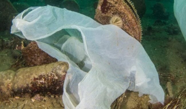 Что происходит с пластиковыми пакетами, выброшенными в воду? Фото.