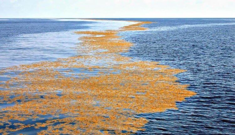 Самое интересное море в мире. Такие островки водорослей можно встретить в Саргассовом море почти везде. Фото.