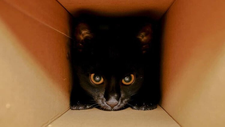 Физики придумали как спасти кота Шредингера. Единственное, что сегодня ученым точно известно, это то, что кошки очень любят коробки. Фото.