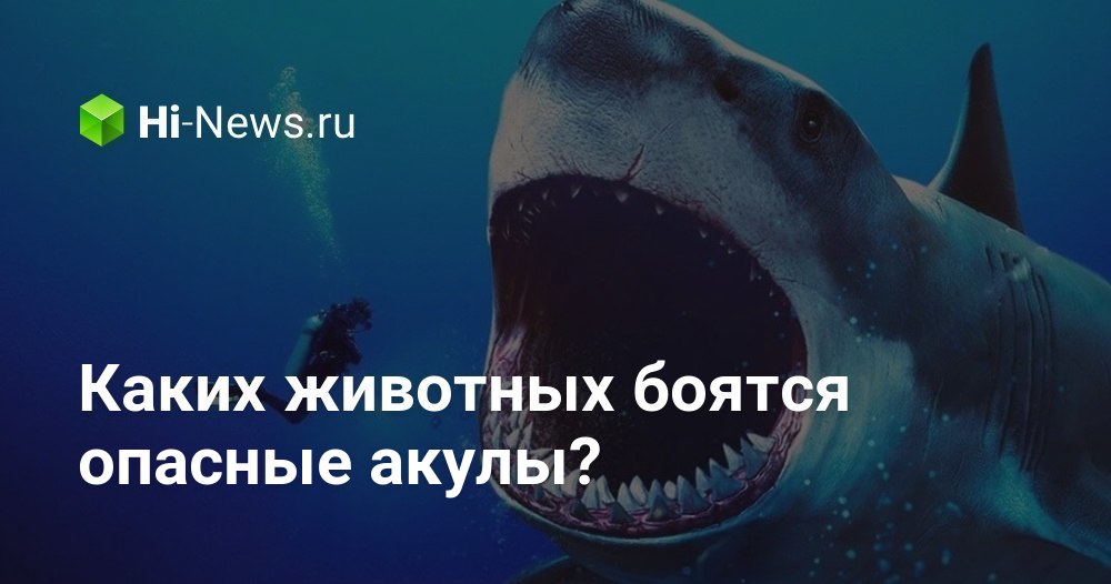 Каких животных боятся опасные акулы? - Hi-News.ru