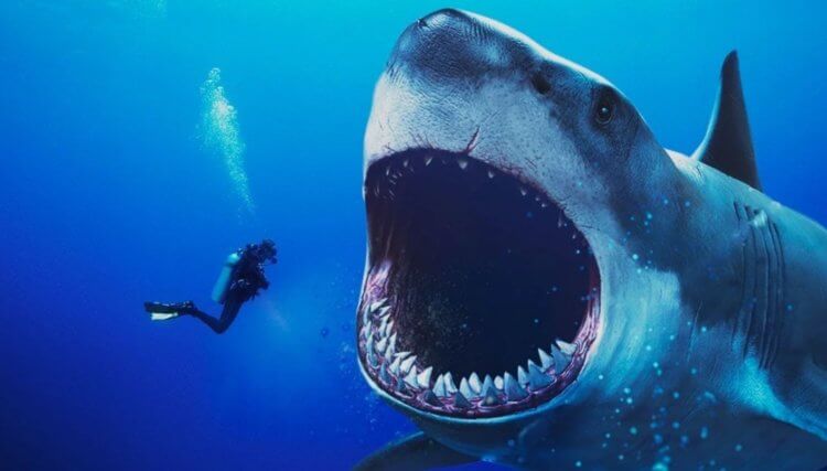 Каких животных боятся опасные акулы? Акулы могут показаться самыми страшными водными хищниками, но на самом деле они очень осторожны и уязвимы. Фото.