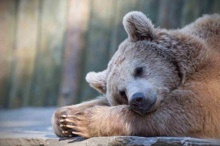 Спящие животные. По наблюдениям ученых, в спячку впадают совершенно разные животные. К ним относятся медведи, ежи, суслики, летучие мыши и огромное количество насекомых. У медведей гризли спячка длится до 200 дней. Фото.