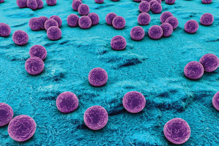 Вредные бактерии. Так выглядят бактерии, которые вызывают стафилококковые инфекции. Фото.