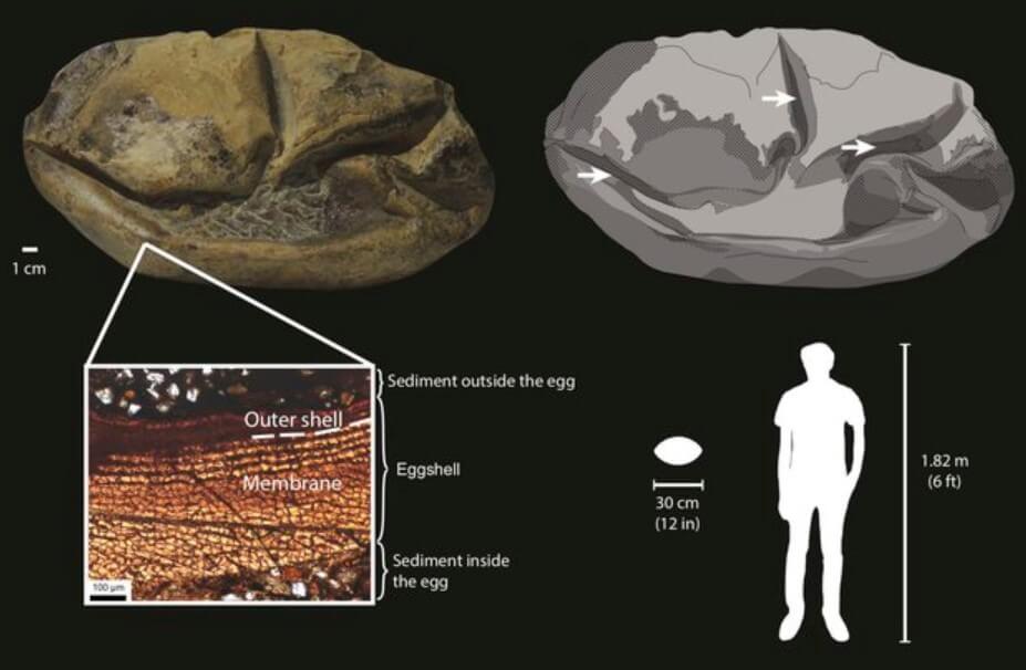 Загадочная находка. Сравнение размеров яйца мозазавра и человека. Фото.
