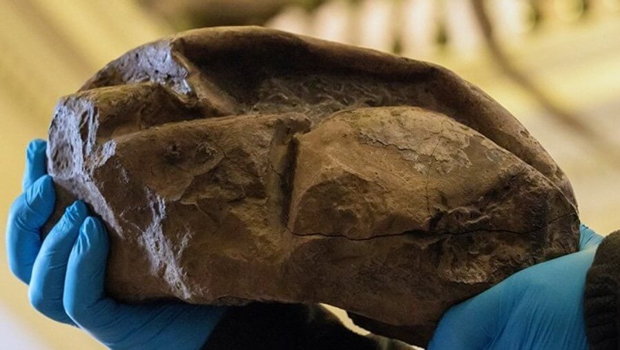 Найденный в Антарктиде загадочный камень оказался яйцом древнего чудовища. Печеная картошка, сдувшийся мяч… На что это еще похоже? Фото.