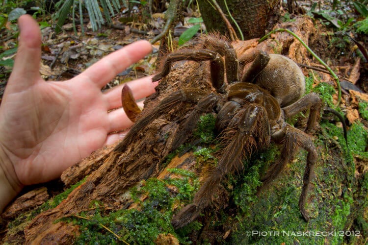Фото самого большого паука. Фото паука-птицееда от Петра Наскрецки. Фото.