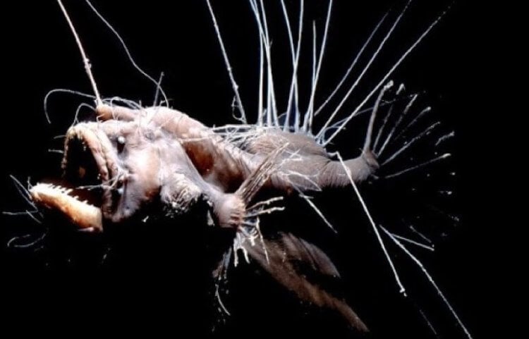 Самые страшные рыбы нашей планеты. На фото — морской черт (Caulophryne polynema). Фото.