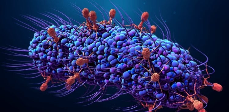 Чем отличаются бактерии от вирусов. Чтобы жить, вирусу необходимы живые клетки. Фото.