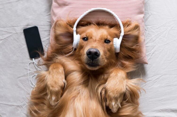 Музыка для собак. Вывод: собаки предпочитают мелодичную музыку, поэтому можно предположить, что им тоже понравятся симфонии Бетховена. Также может быть, что им по душе эмбиент. Фото.