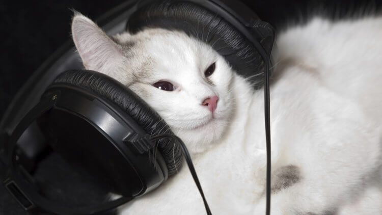 Музыка для кошек. Вывод: кошки стараются казаться равнодушными к музыке, но им вполне могут понравиться работы американского композитора Самуэля Барбера и песни певицы Натали Имбрулья. Фото.